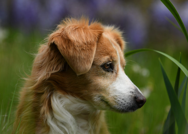 dog posing in a green field