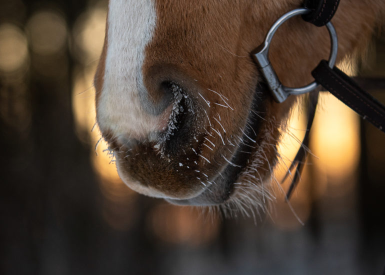 close-up of horse head on a frozen sunrise