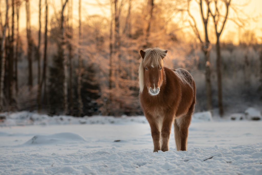horse standing in the snow at sunrise