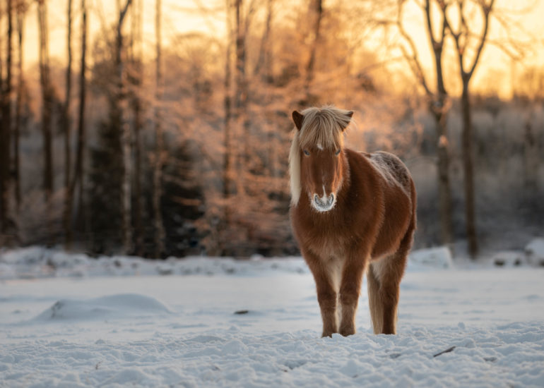 horse standing in the snow at sunrise