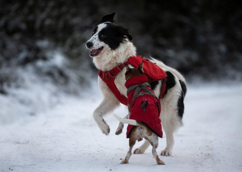 two playing dogs in the snow