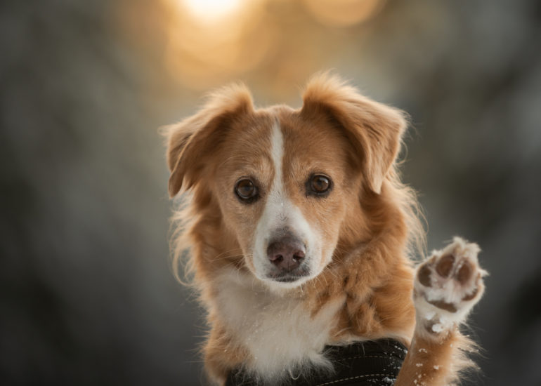 posing dog with waving paw