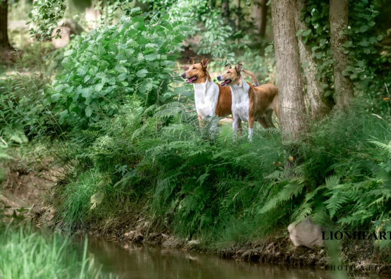 DSC_7472 (2)-Enhanced-NR-bewerkt