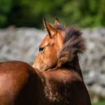 Christel | Dog Horse Photography | Videography | Skåne Sweden